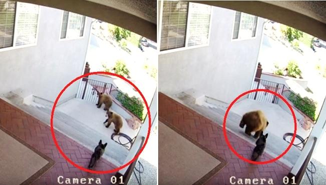 French Bulldog Chases Away Trespassing Bear Cubs