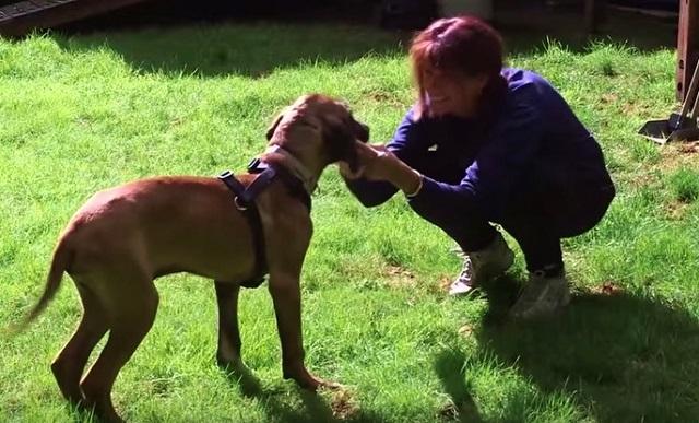 Dog Rescued From Dog Meat Farm Walks On Grass Outside A Wire Cage For First Time