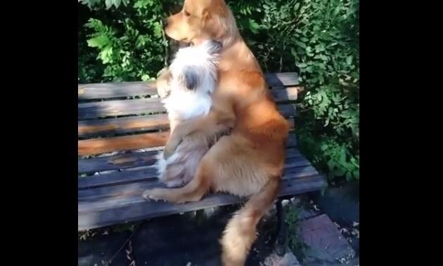 Just Two Dogs Having A Romantic Date At The Park–#RelationshipGoals!