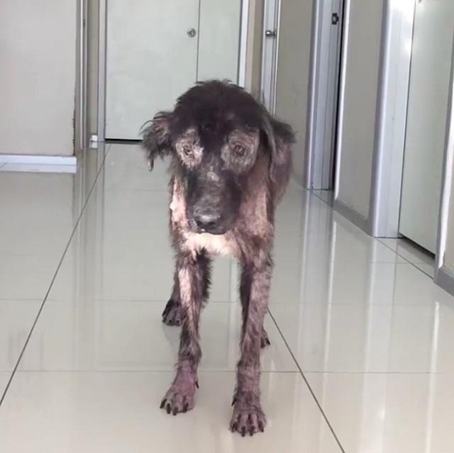 Source: He'Art Of Rescue - Facebook