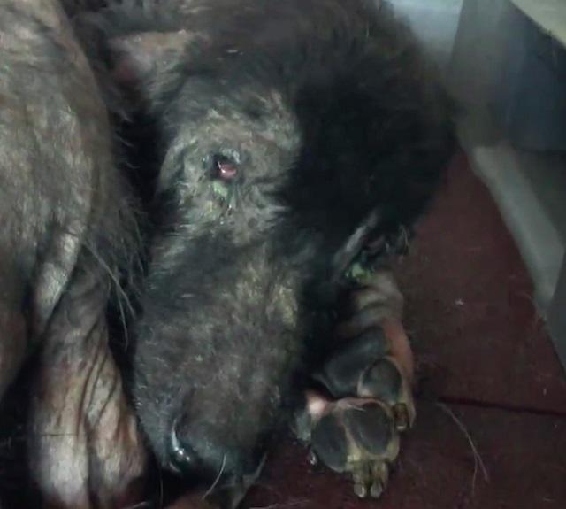 Source: He'Art Of Rescue - Facebook