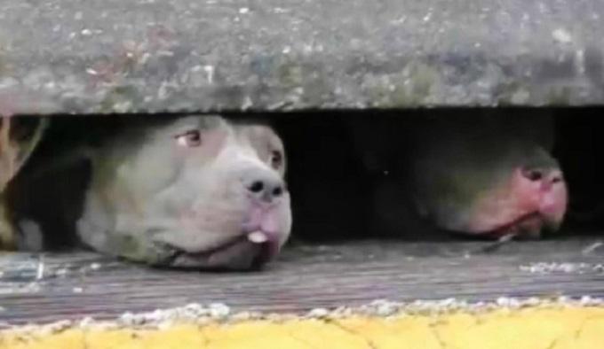 Source: WFTV Channel 9 - Facebook 