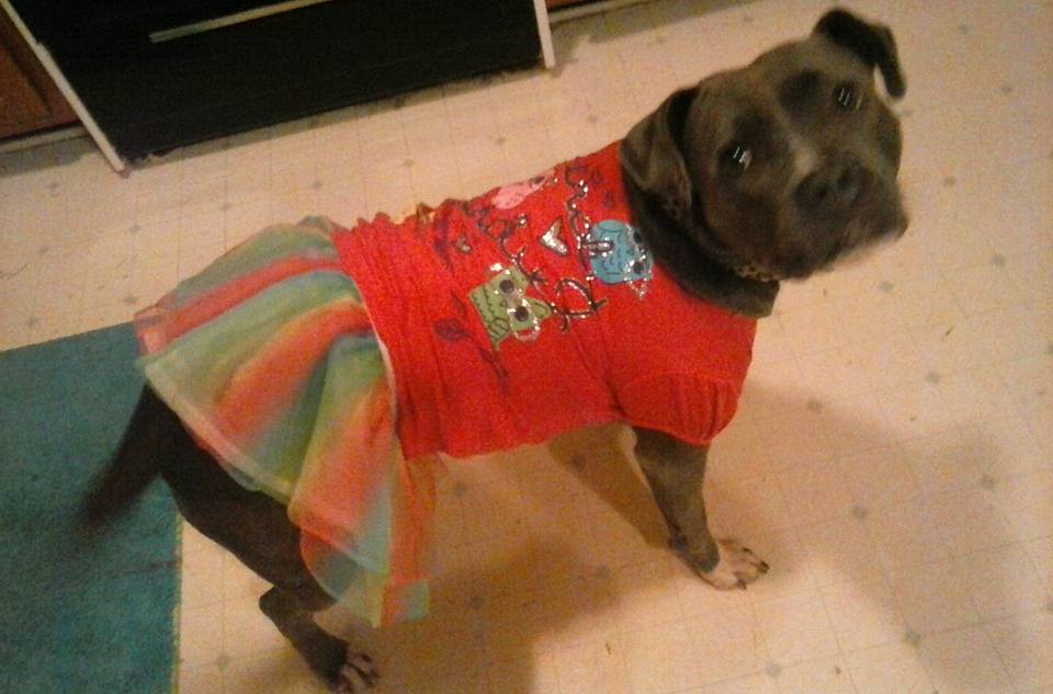 Who Won Our Pit Bull Halloween Costume Contest? Find Out NOW!