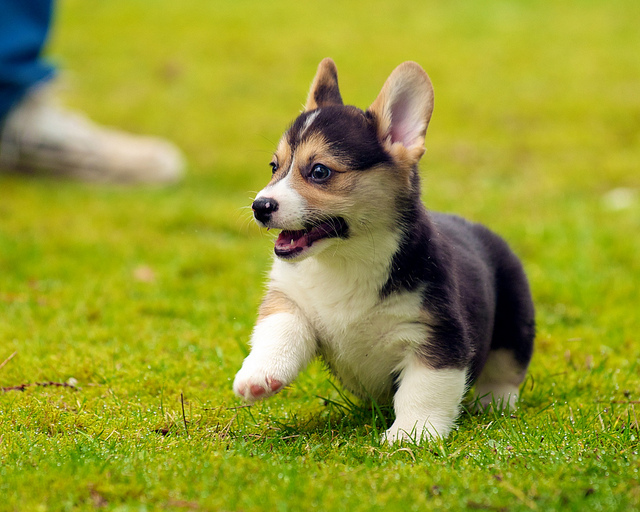 15 Dog Breeds That Are Absolutely Irresistible As Puppies