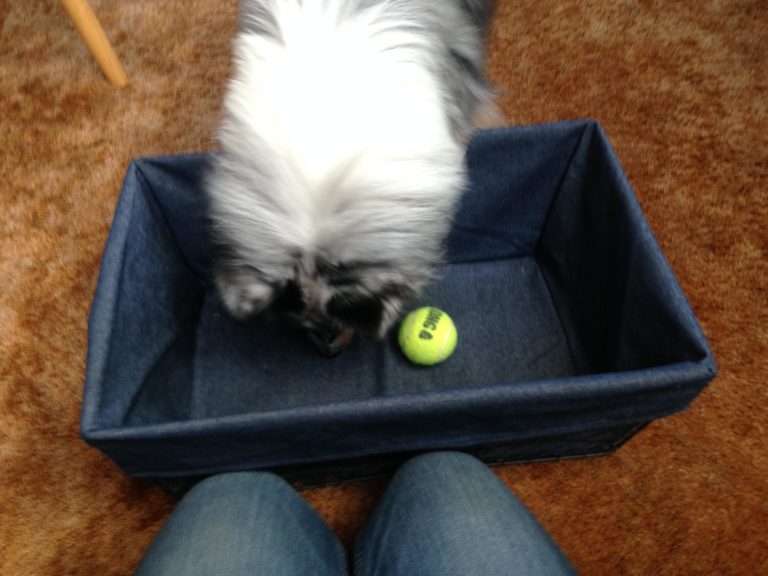 How To Teach Your Dog To Clean Up His Own Toys