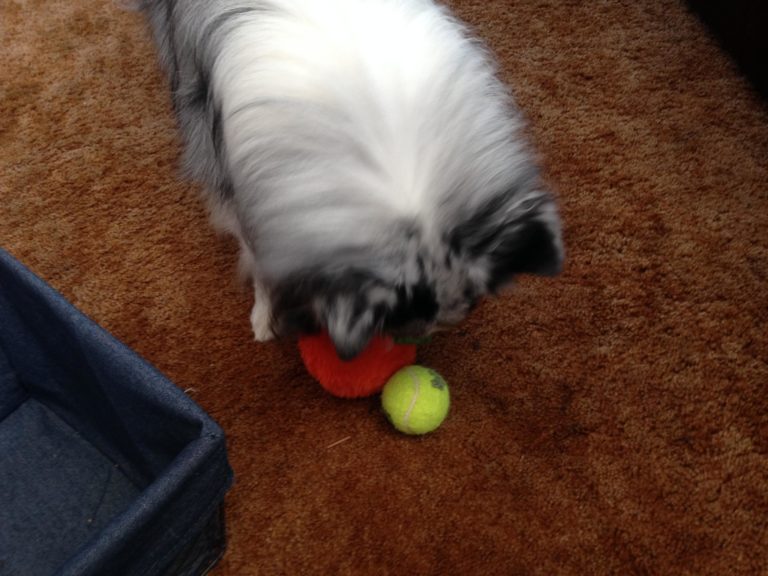 How To Teach Your Dog To Clean Up His Own Toys