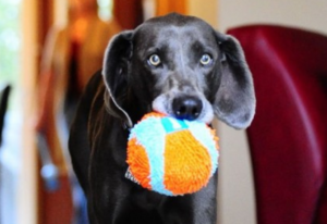 PetWireDaily — 10 Toys That Will Have Your Dog Acting Like A Puppy Again