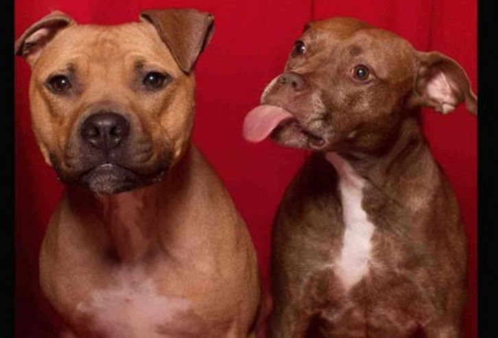 She Put Rescued Dogs In A Photo Booth And Their Awesome Personalities Came Right Out