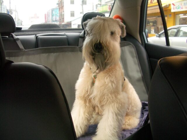 Shaggy Wheaten Terrier in car