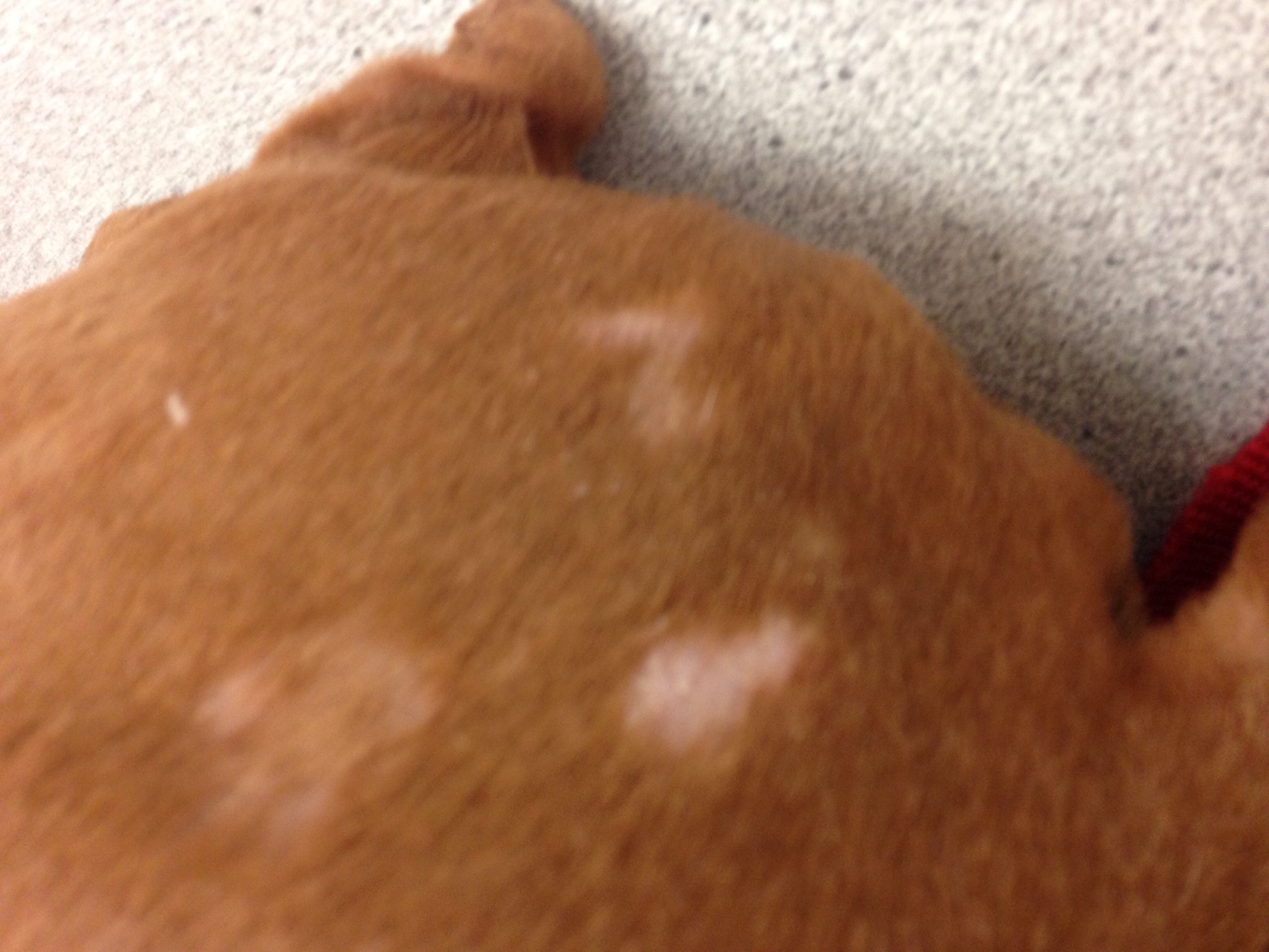 Dog Losing Hair In Spots On Back Goldenacresdogs