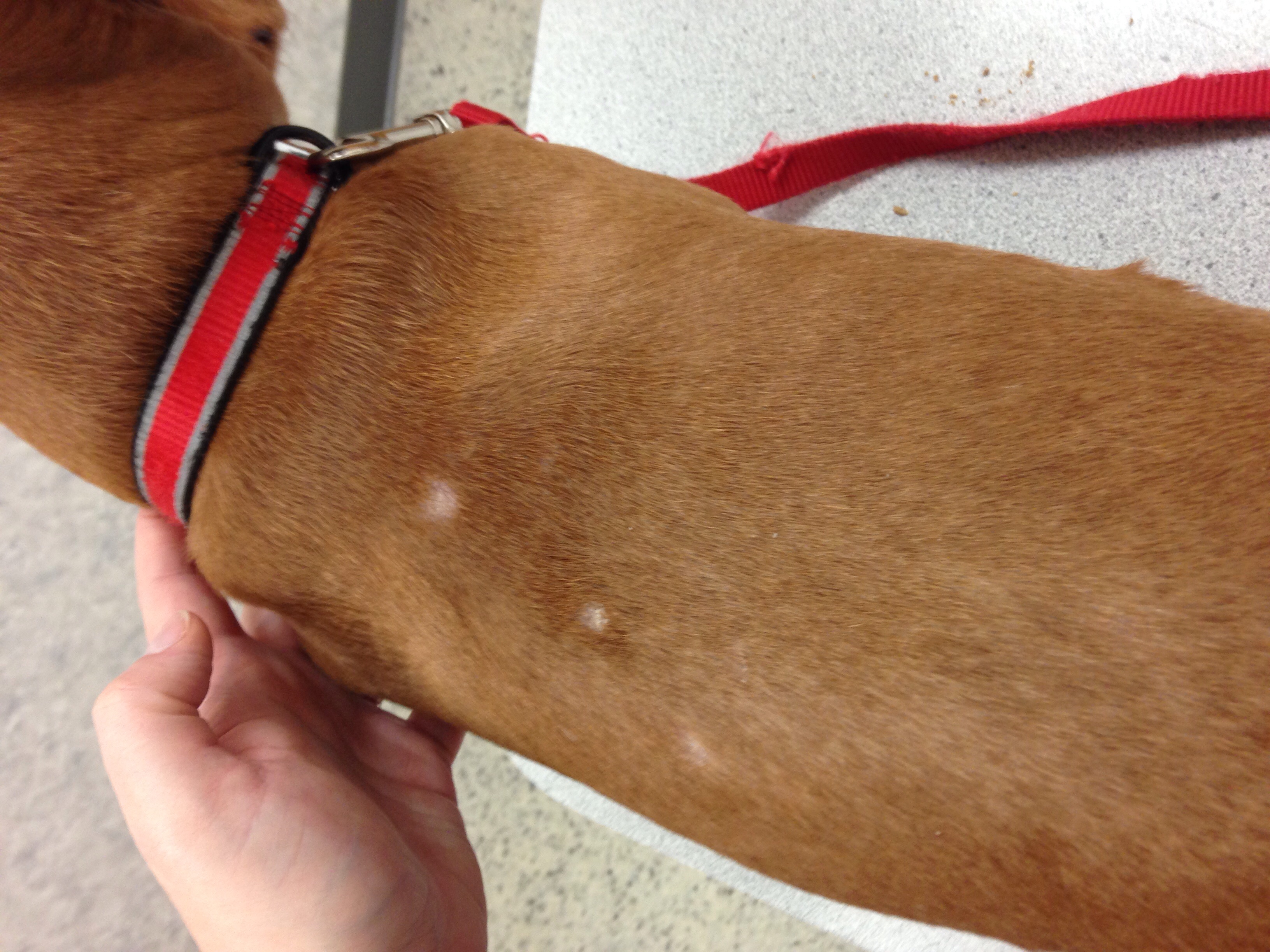 White Dry Spots On Dogs Skin Diydry co