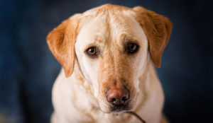 lab