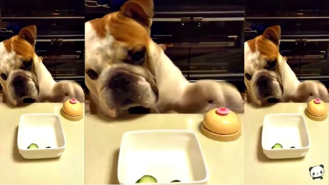 English Bulldog Learned To Do This When He’s Hungry