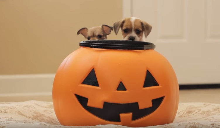 pumpkinpuppies1