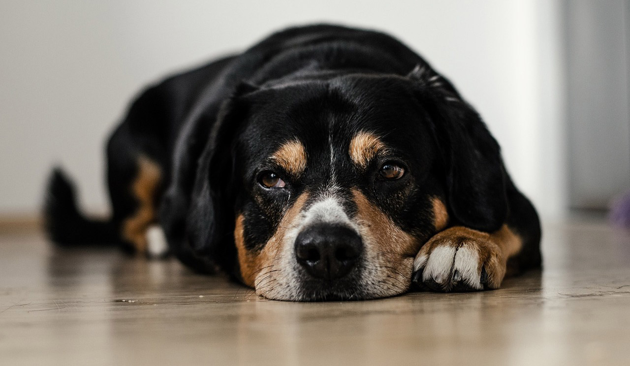 Canine Arthritis Can Be A Big Pain. Here’s A Big Solution.