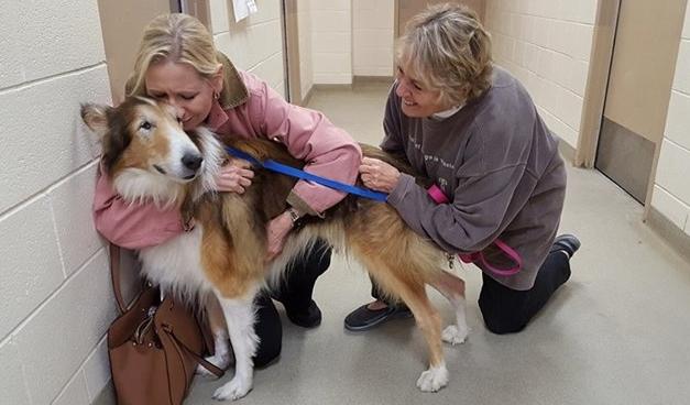 After Years Of Loyalty, Senior Dog Dumped At A Shelter Because “No One Had Time For Him”