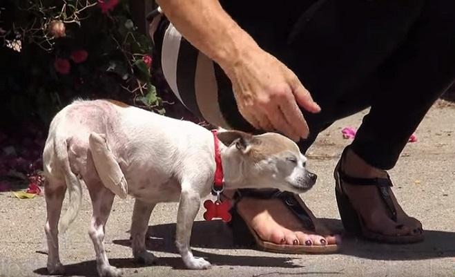 Source: Hope For Paws - YouTube Screenshot