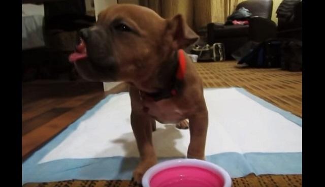 Rescue Puppy With Cleft Palate Finds The Most Adorable Way To Drink Her Water