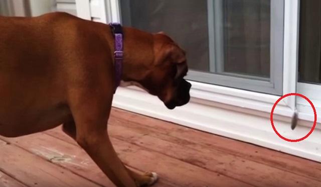 You Won’t Believe What This Big Dog Is Afraid Of–Silly Boy!