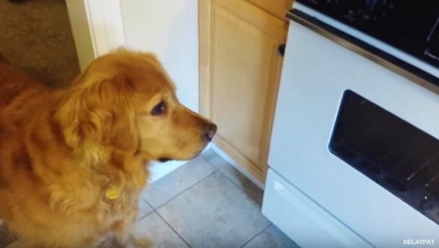 Dog Refuses To Eat Her Food Unless Dad "Cooks" It For Her