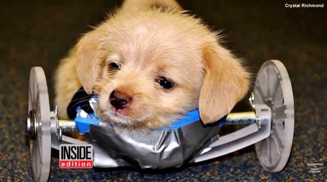Tumbles The Tiny Two-Legged Pup Gets A 3D-Printed Wheelchair!
