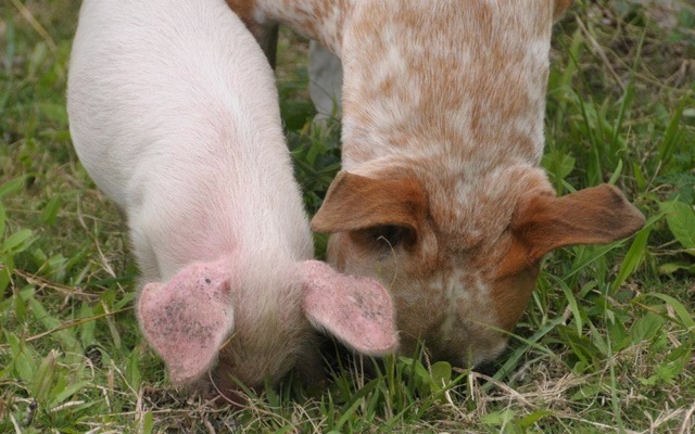 Credit: Jenny Desmond / Source: The Dodo