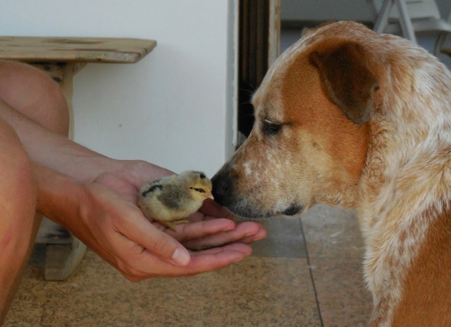 Credit: Jenny Desmond / Source: The Dodo