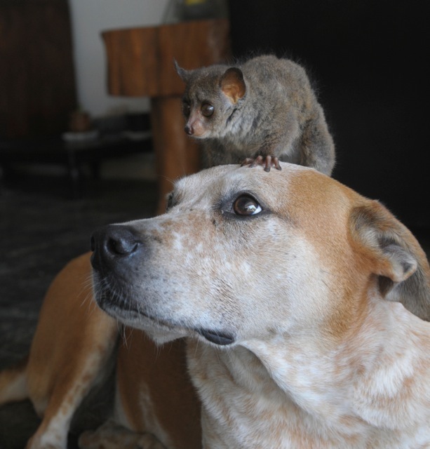 Credit: Jenny Desmond / Source: The Dodo