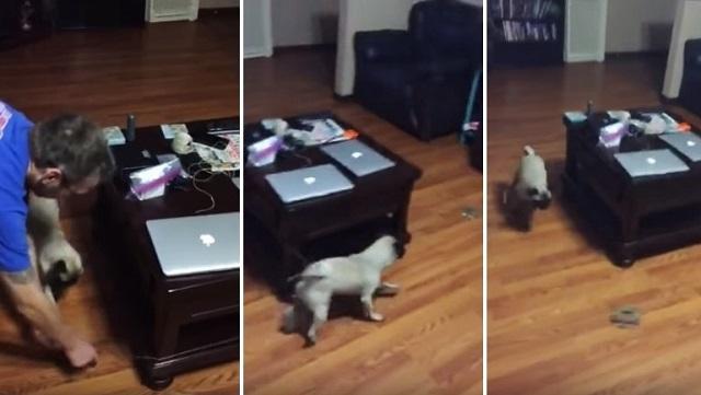 This Guy May Have Discovered The Best (And Absolute Laziest!) Possible Way To Exercise A Dog!