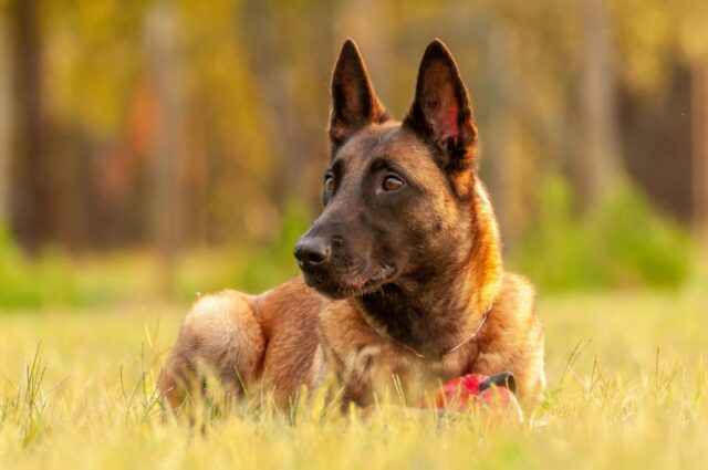 Malinois belge