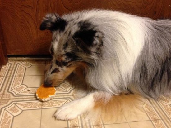 Super Simple DIY Pumpkin Pie For Your Dog