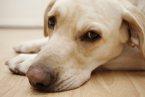 Ask A Vet: When Should I Take My Dog To The Vet? 5 Symptoms To Take Seriously