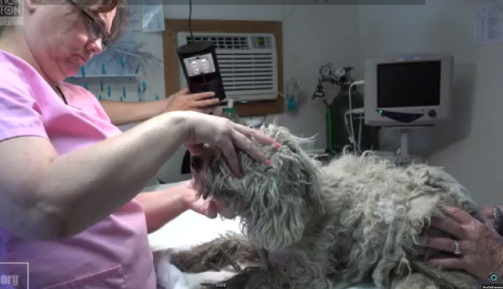 Image source: World Animal Awareness Society