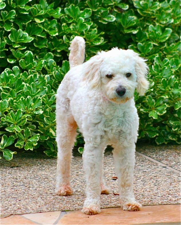 Image source: World Animal Awareness Society