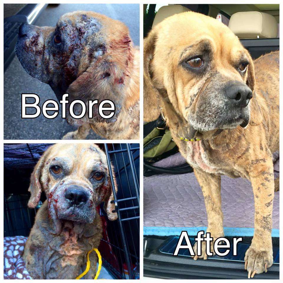 Image source: The Animal Hope And Wellness Foundation.