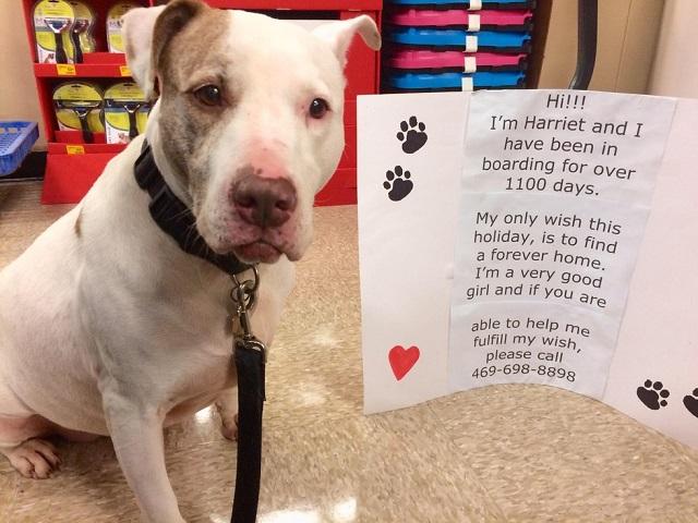 Credit: Kimberly Jones / Source: The Dodo