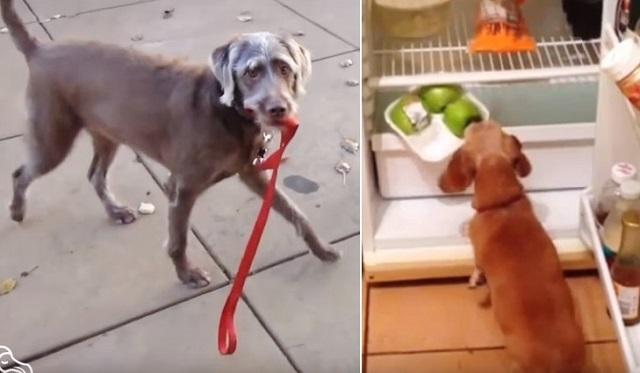 These Independent Dogs Can Do It All By Themselves!