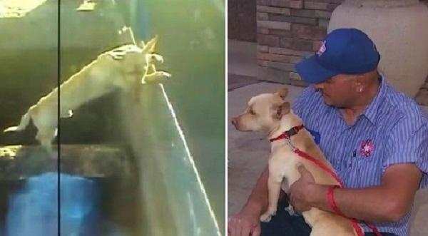 Dog Is Almost Killed By Trash Compactor, But A Sanitation Worker Came To His Rescue