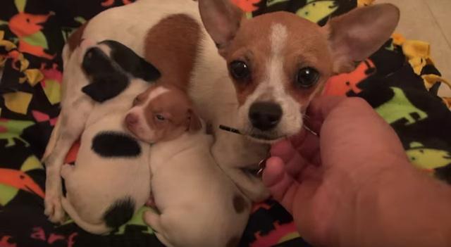 Source: Hope For Paws - YouTube