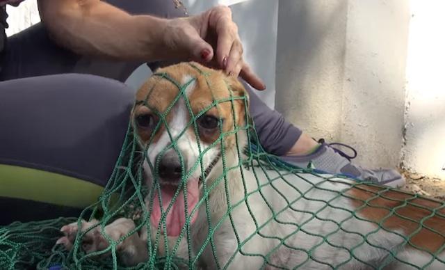 Source: Hope For Paws - YouTube