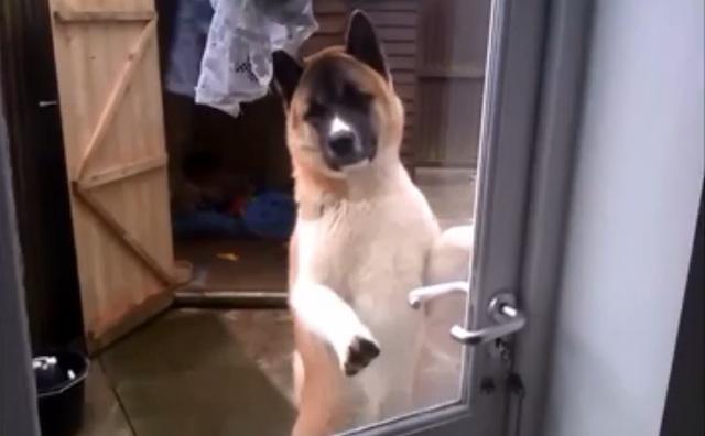 Smart Dog Can Open The Door By Himself