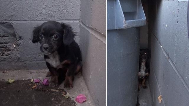 Puppy Living Behind A Dumpster Is Rescued & In Need Of A Forever Home