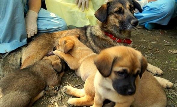 Students Save Mama Dog & Her Six Puppies Buried Alive In A College Campus
