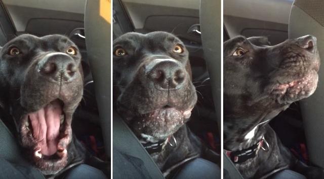 This Dog Singing Along To Adeleâ€™s â€œHelloâ€ Can Give Her A Run For ...