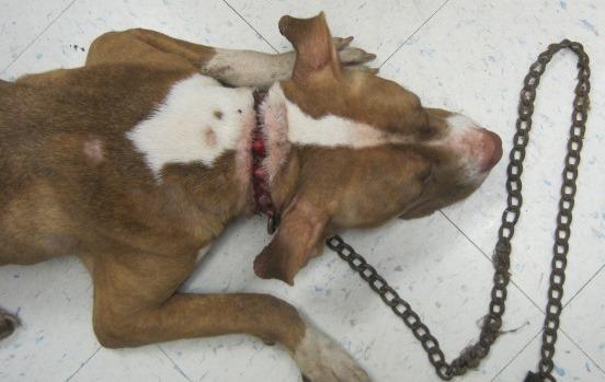 Image source: Pennsylvania SPCA