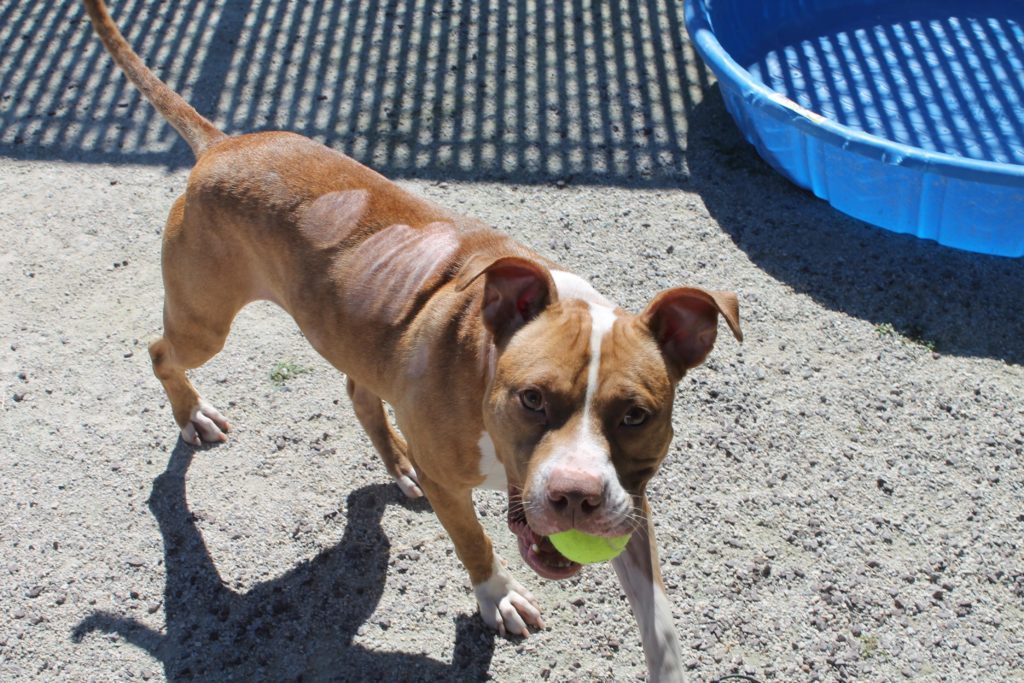 Image source: Pennsylvania SPCA