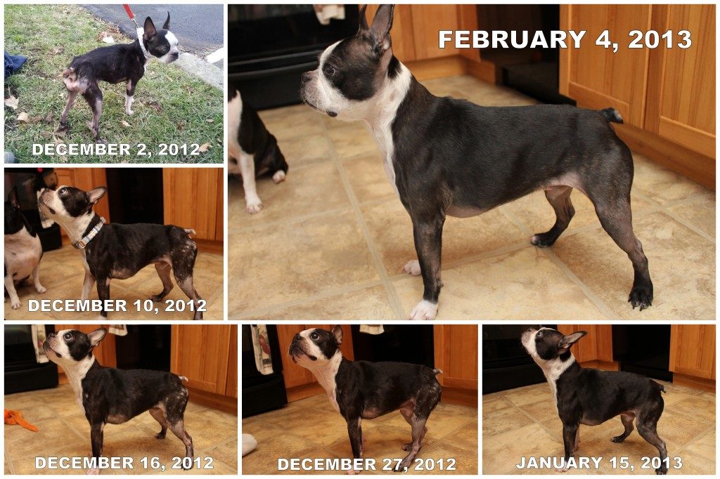 Image source: iBostonTerrier.com