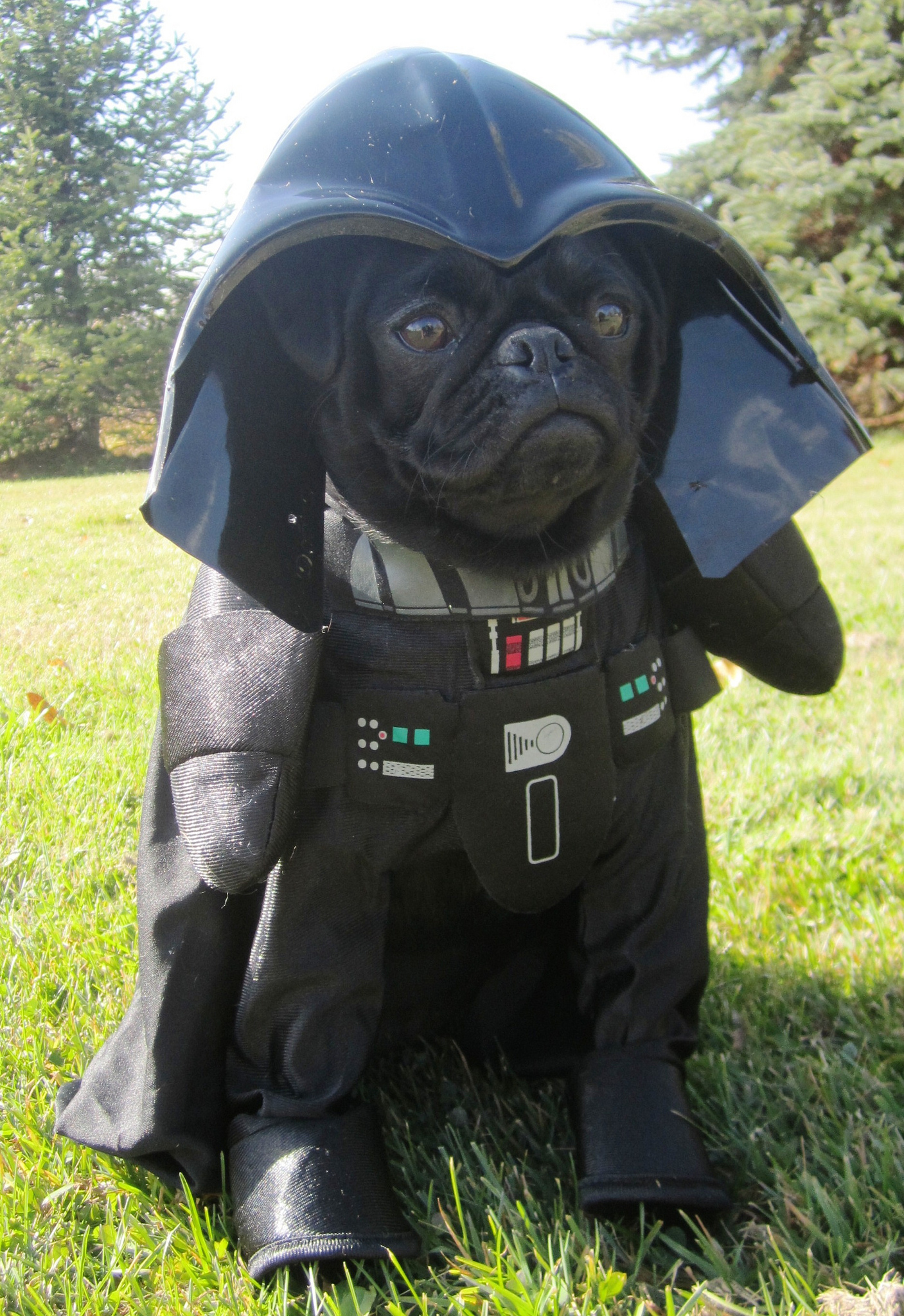 the-top-star-wars-inspired-dog-names