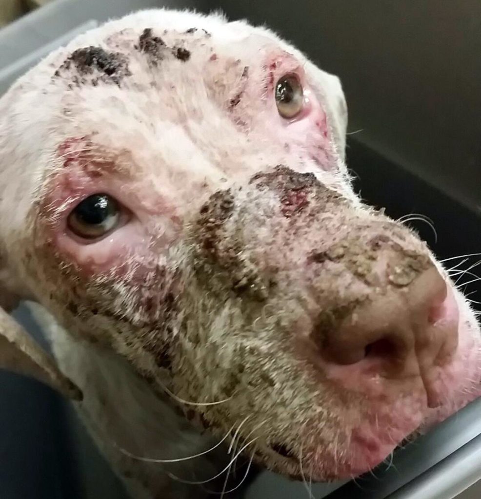 Image source: Pennsylvania SPCA