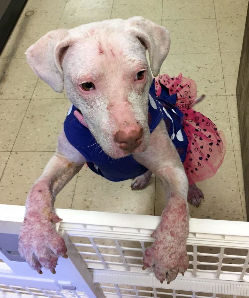 Image source: Pennsylvania SPCA